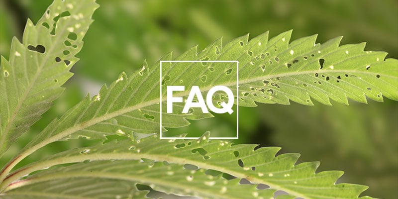 Häufig Gestellte Fragen (FAQ)