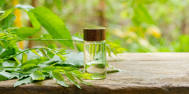 So Behandelt Man Spinnmilben Auf Cannabispflanzen