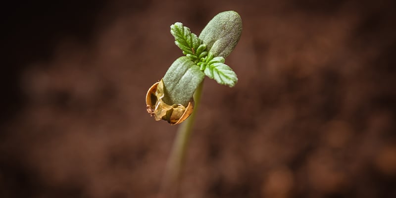 2. Cannabissamen in Erde keimen