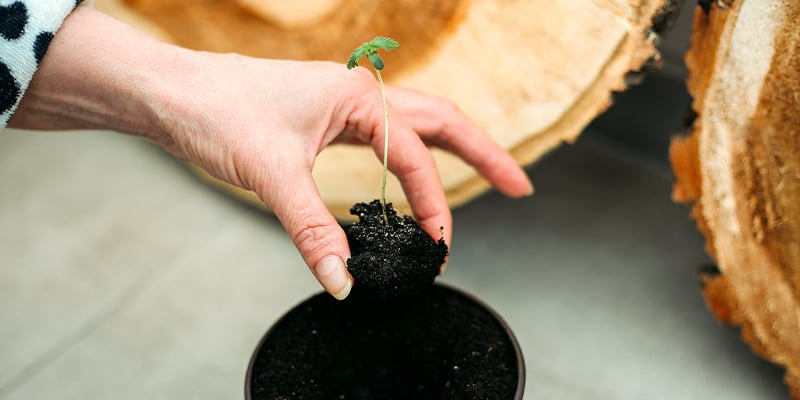 Wann sollte man Cannabissämlinge umpflanzen?