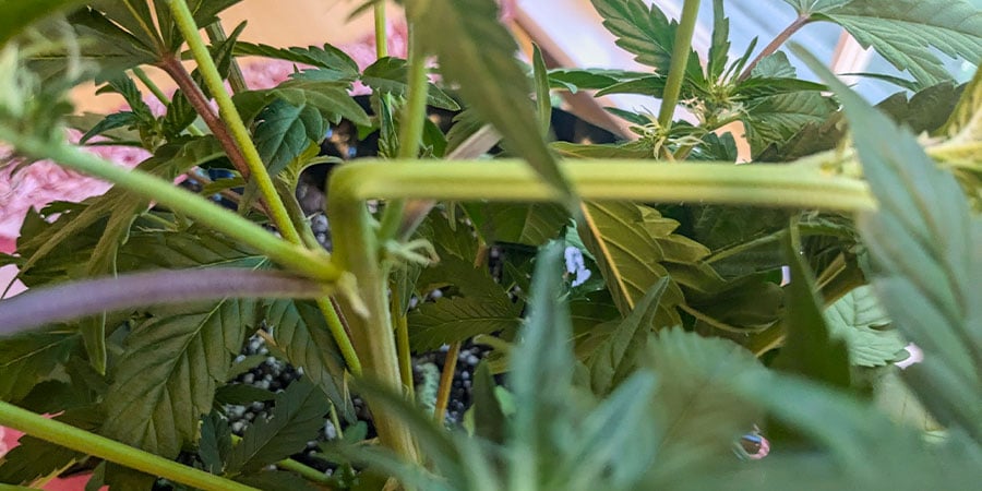 Vorteile Von Cannabis-Supercropping