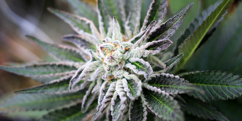 Wie Lange Dauert Die Blütephase Von Cannabispflanzen?