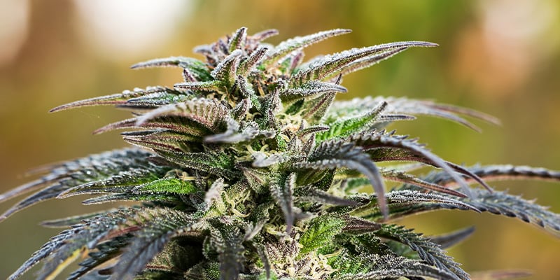 Die Blütephase Von Cannabispflanzen Meistern