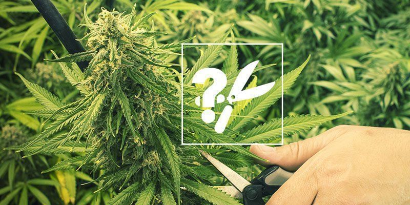 Wie erkennt man, ob man hochwertige Cannabis Samen hat?