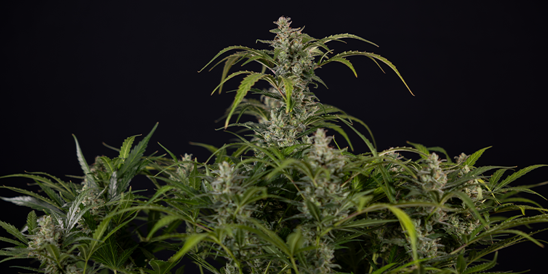 Northern Lights Automatic (Zamnesia Seeds) feminized