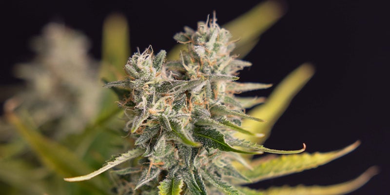 Apple Fritter Automatic (Zamnesia Seeds)