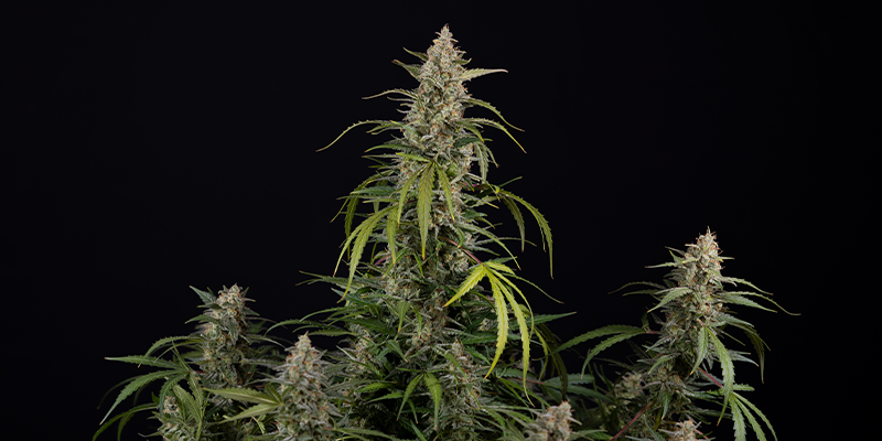 Purple Haze Automatic (Zamnesia Seeds) Feminized