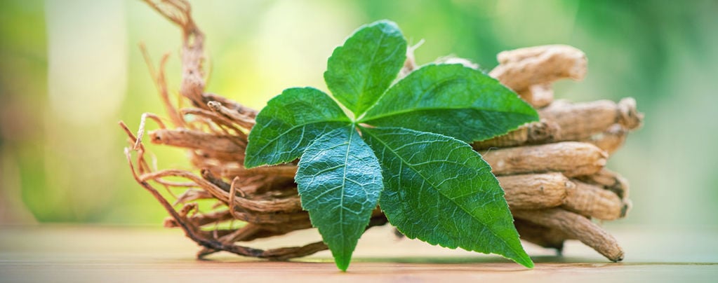 Ein Leitfaden Über Alles Wissenswerte Über Ginseng