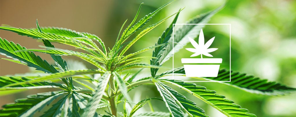 Die Wachstumsphase Des Cannabisanbaus