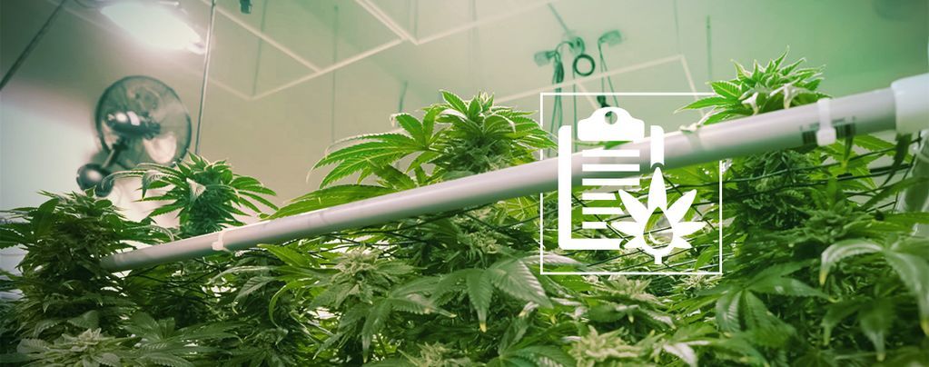 Die Verschiedenen Arten Von Hydrokultursystemen Für Den Cannabisanbau