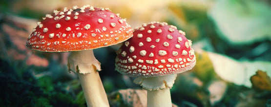 Was Ist Amanita Muscaria?