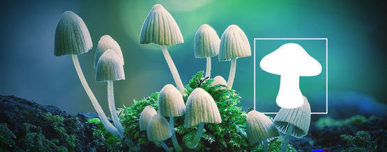 Ein Detaillierter Blick Auf Die Geschichte Der Magic Mushrooms