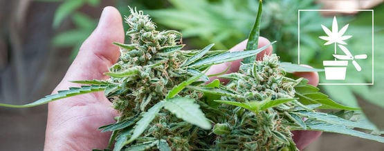 Komplette Anleitung: Training Von Cannabispflanzen Für Anfänger