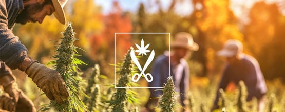 Croptober: Die Zeit Der Cannabisernte