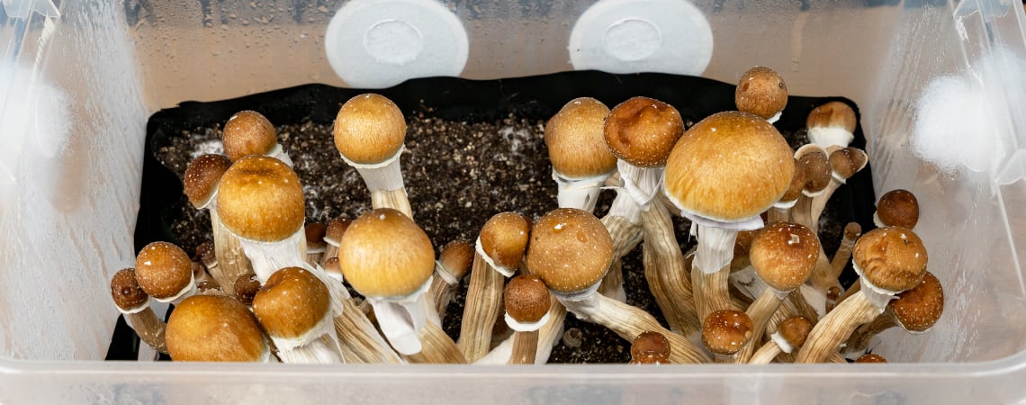 Wie Man Zauberpilze In Einer Monotub Züchtet