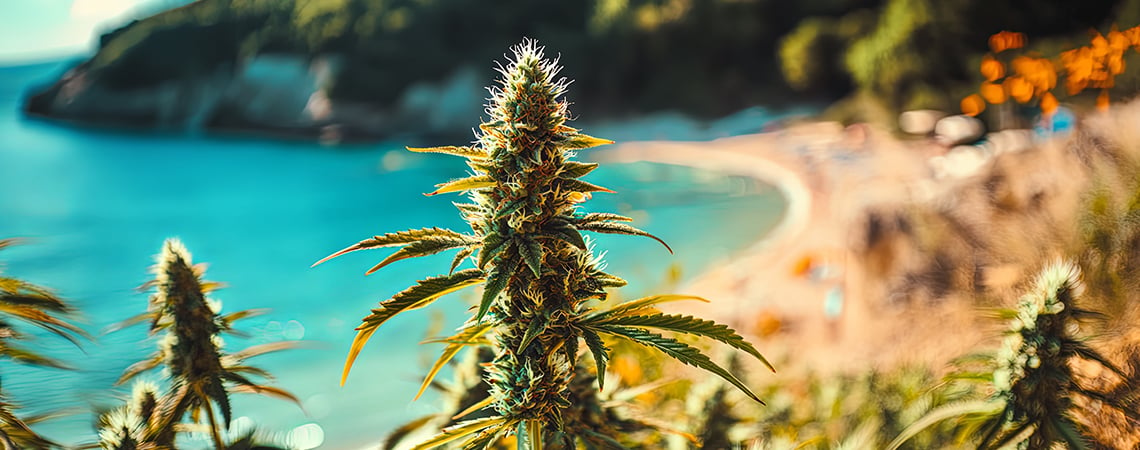 Cannabis Am Meer Anbauen