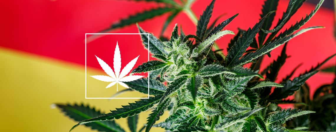 Ein Blick Auf Die Deutsche Cannabis-Club-Szene