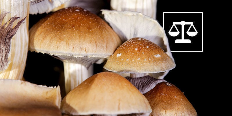 The Legality Of Psilocybe Cubensis