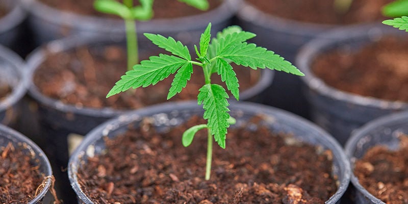 Benefits Of Homemade Cannabis Fertiliser