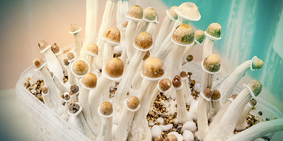 Should You Consider Smoking Magic Mushrooms Zamnesia Blog