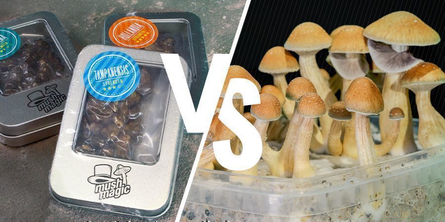 Fresh Vs Dried Magic Mushrooms: Who Reigns Supreme? - Zamnesia