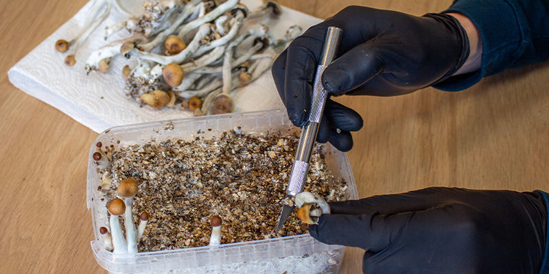 What To Expect From Your Mushroom Grow Kit