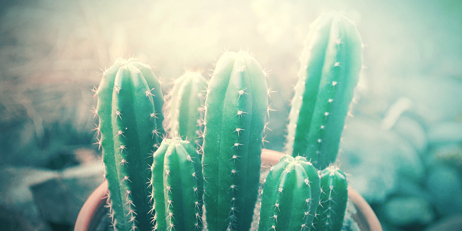 Mistakes Cactus Growers Make And How To Solve Them ...