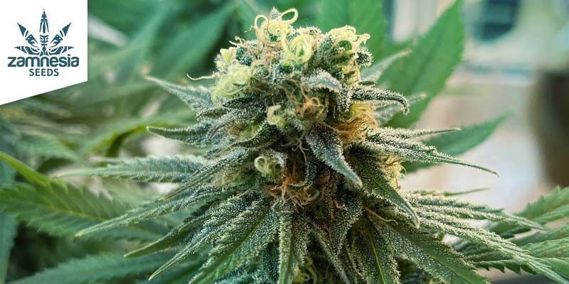 The Best And Worst Types Of Cannabis Highs - Zamnesia Blog
