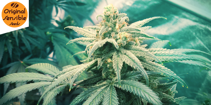 What Is THC-O-Acetate And Does It Matter? - Zamnesia Blog