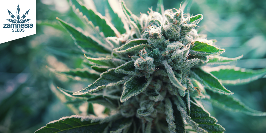 Top 10 Award-Winning Strains You Can Grow At Home Right Now - Zamnesia Blog