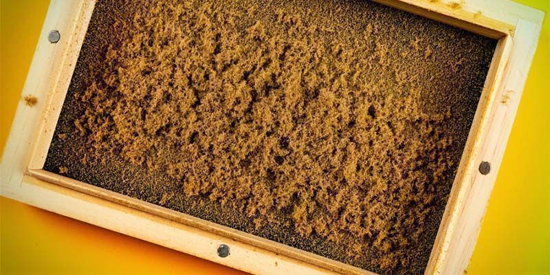 How To Make Dry Sift Hash  Step-By-Step Guide - Zamnesia Blog