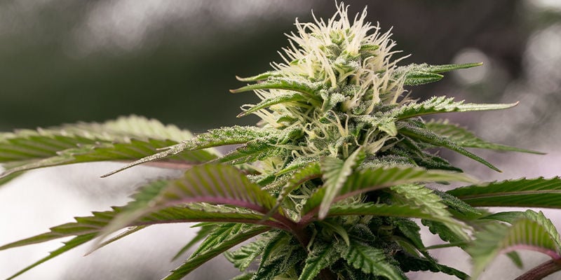 4. Giant White Haze (Zamnesia Seeds)