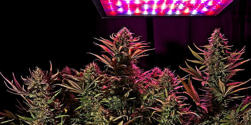 Grow big or go home: Choosing the right tall strain for you