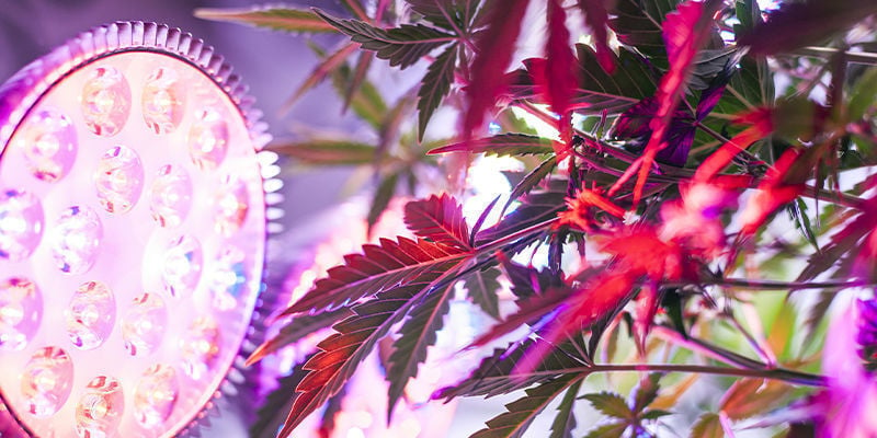 Tips for cultivating tall cannabis strains