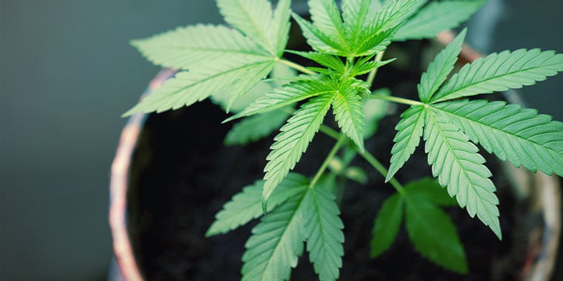 How Fabric Pots Increase Cannabis Yields - Omega Equipment