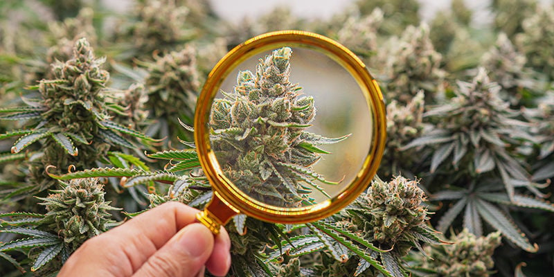 What's New In Cannabis Research?