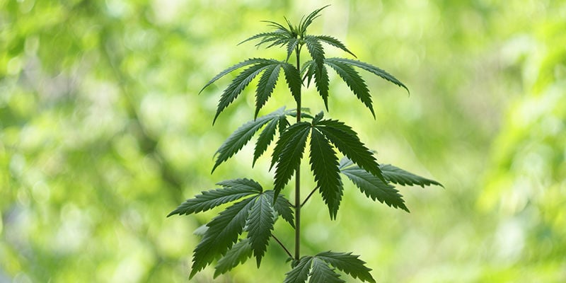 When Does Cannabis Veg Start?