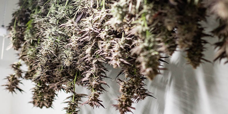 What Are The Benefits Of Growing Cannabis Upside Down?