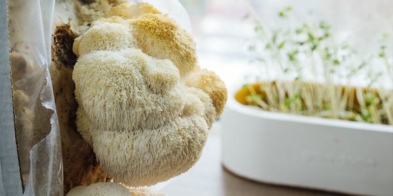 Mycelium vs plant-based industries