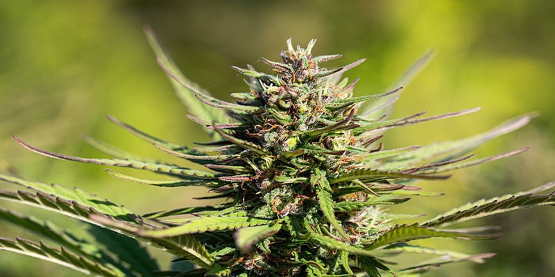 Will Creatine Make My Cannabis Plants Look Better?