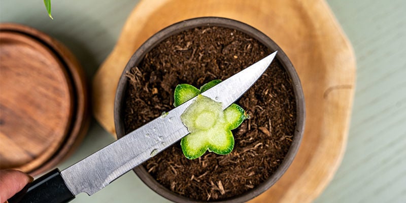 Now, The Top Of The Rootstock Plant Must Be Cut Off Again, But This Time, Only A Very Thin Slice Must Be Removed.