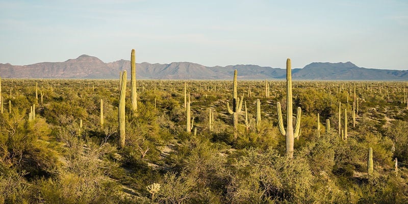 Growing Marijuana In Arizona: What To Expect