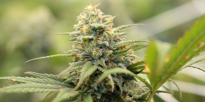 Top 10 Marijuana Strains To Grow In Arizona