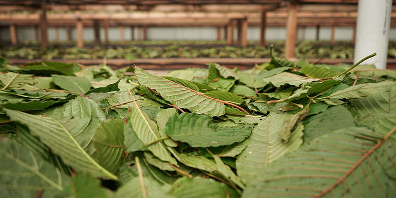 What is kratom?