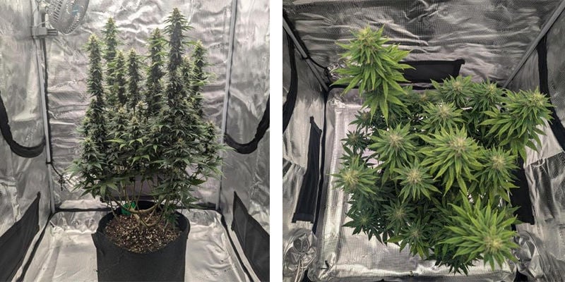 Choosing the right grow tent for cannabis