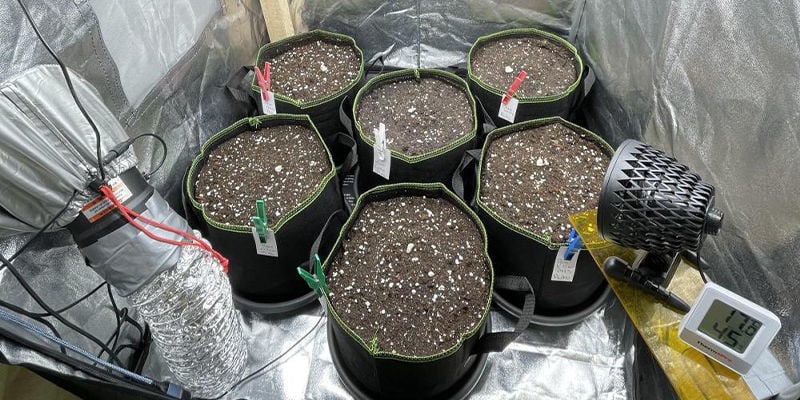 Cons of using a grow tent for cannabis cultivation