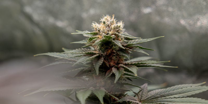 Recommended strains for a grow tent