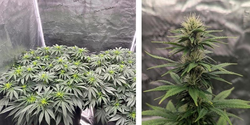 Using a cannabis grow tent: Highly recommended