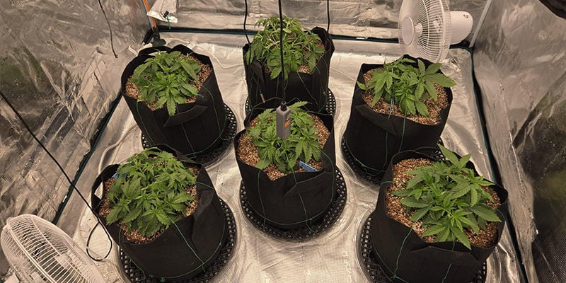 What is a cannabis grow tent and why use one?