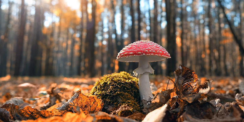 Amanita muscaria (fly agaric)